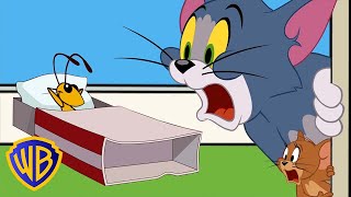 Il Problema di Cricket | Tom & Jerry in Italiano 🇮🇹 | @WBKidsItaliano