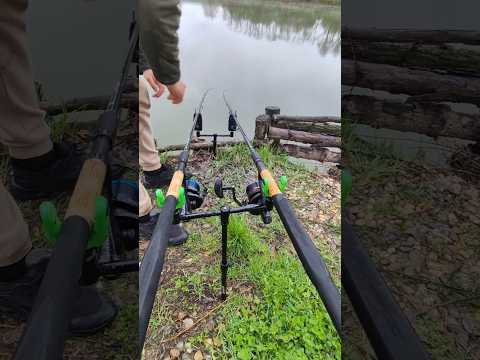 lansare la punct fix. #carpfishing #pescuit #fishing #feeder #methodfeeder #trending #feedshorts
