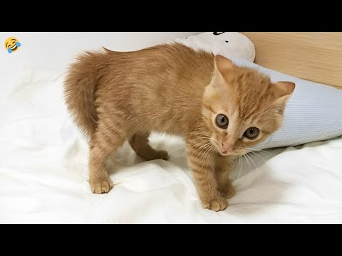 FUNNY CATS and DOGS 🐱🐶 & Other Animals 🐾 New Funniest Animals Videos