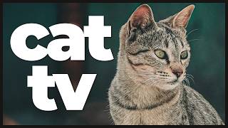 Cat TV: Ultimate Relaxation & Birdwatching for Cats 🐦🌼 | Soothing Nature Scenes with Music for Cats
