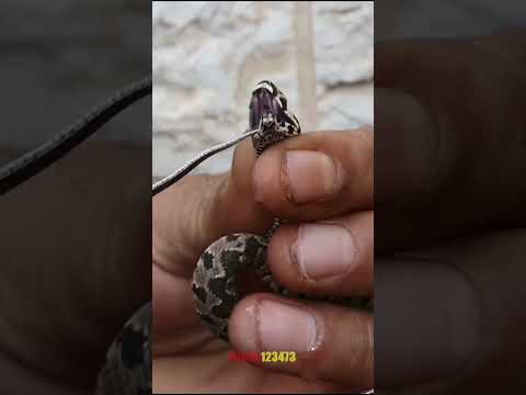 التعامل مع الافاعي الصغيره السامه اصعب بكثير من الكبيره الغير سامه مع العمواسي