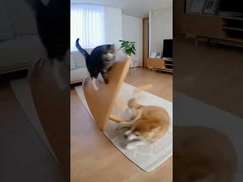 시바견 마루의 억울한 하루