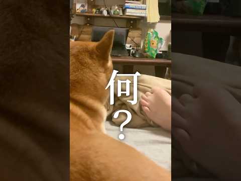 柴犬が怖がる新しい命 #柴犬 #アテレコ #柴犬こむぎ