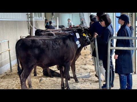 「但馬家畜市場」6月子牛市場速報をお届けします