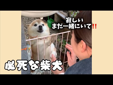 犬の動画サムネイル - お願い…まだ帰らないで‼️必死すぎる柴犬の訴えが可愛すぎる💕
