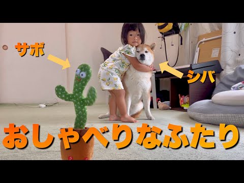 喋る柴犬に真似するおもちゃをプレゼントしたら会話を始めた