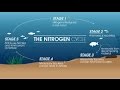Cycling Your Aquarium: Master the Nitrogen Cycle