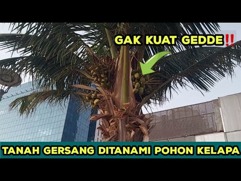 BEGINILAH KALO POHON KELAPA DITANAM DITANAH ARAB