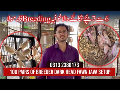 Visit Mr. Imran Birds Breeding Setup In Karachi | Fawn Java Sparrow | Diamond Pair Birds Setup