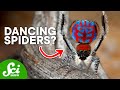 Unique Spider Facts and Research