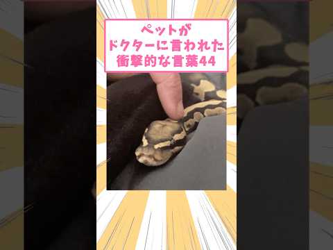 ペットがドクターに言われた衝撃的な言葉44