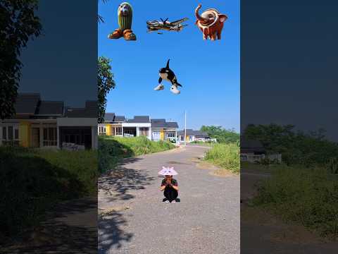 anomali cocofantoelefanto