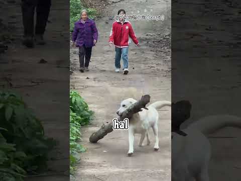 Aksi Manis Seekor Anjing Ketika Melihat Neneknya Membawa Barang ‼️ #shorts #viralvideo #respect