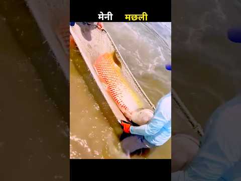 मैनी मछली 😱 #aivideo #fascinatinginformation #fishing #amazingfacts #youtubeshorts #fish