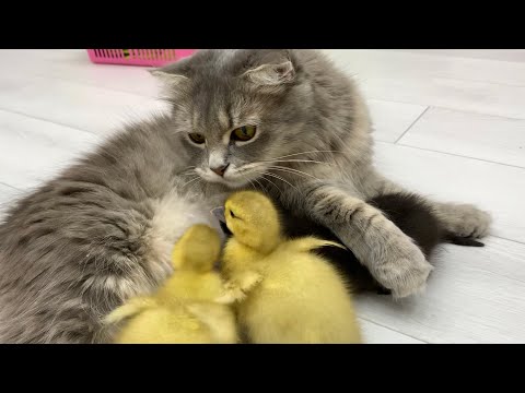 ママ猫は小さなアヒルの子を採用しました #猫 #アヒルの子 #子猫