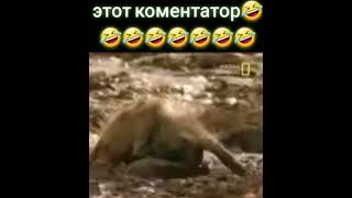 Обезьяна и крокодил, после этого обизяна побежала в парикмахерскую, потому что испортили причёску
