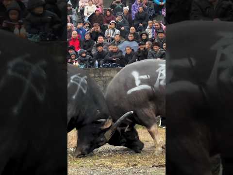 Good Luck Bulls #shorts #ytshorts #viralshorts #trendingshorts #Bullwar #bullfight #bullshorts
