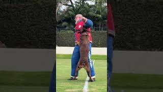 Mike Ferguson Vs an Attack Dog @topperguild #shorts #comedy #funny #hollywood