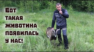 Неправильно строим дом, заводим козу и ждем погоду для сенокоса!