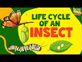 Butterfly Life Cycle Stages