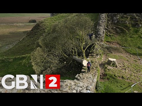 Starting Soon: Sycamore Gap tree sentencing - cameras in court live