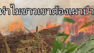 ฤดูกาลเผาไร่ของชาวเขา[อาข่าน้อย]