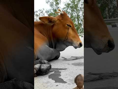Cow Ko Koi टक्कर maar gya😭#cowhelp #video #cow #relatable #shorts #medical #cows #accident #short