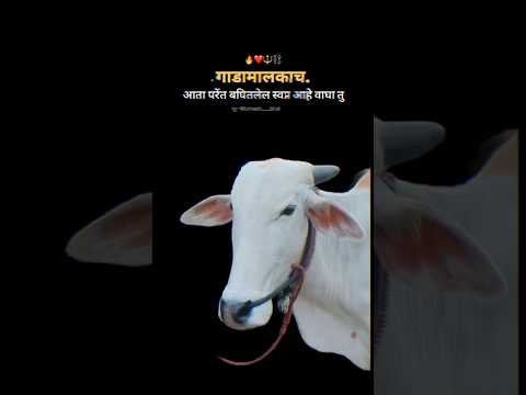 गाडामालकाचं  आज परेंत बघितलेल स्वप्न आहे राजा तु..!!#bailgada #shorts