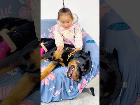 从小混迹在罗威纳犬的孩子 #罗威纳 #一坨 #罗威纳护卫犬 #rottweiler #pets #宠物 #搞笑 #funny #向威和一坨 #向威
