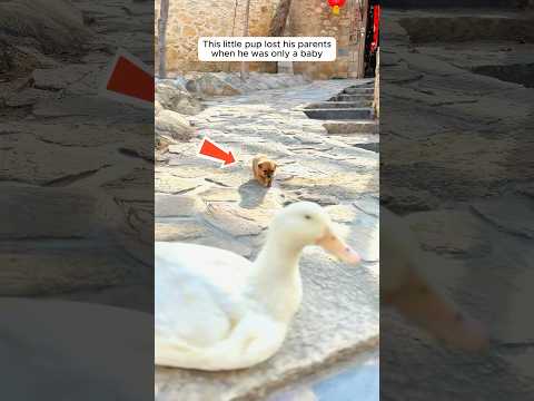 A mother duck took in a lonely stray puppy