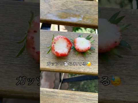 楽しみにしていたイチゴ🍓犯人は誰だ⁉️#shorts