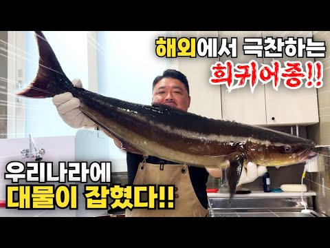 유튜브 최초! 해외에서 극찬하는 최고급 생선이 우리나라에 대물 사이즈로 잡혔다!!