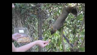 Method of Operating : 5 : Squirrels