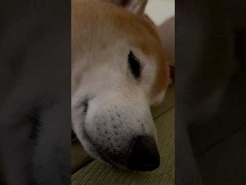 柴犬福とぷりち丸の癒し動画｜静かなひとときとかわいい瞬間 サムネイル