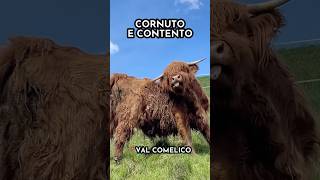 Un Highlander in relax in Val Comelico #dolomiti #dolomiten #dolomites #highlander #farmlife #alps