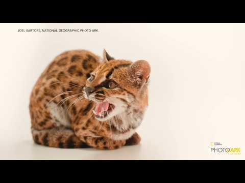 Tiny cat discovered in Bolivia said to be 1st new feline species in over 100 years