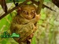 Endangered Species and Conservation Facts