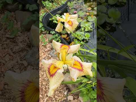 Iris “Peach Melba Burst”.  More tub pond plant 