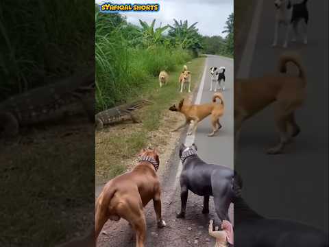 Biawak Besar Dikepung Sekelompok Anjing di Pinggir Jalan!! đ± #animals #shots #viral #fyp