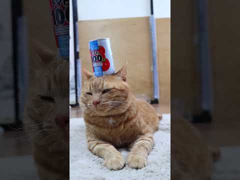 猫の動画サムネイル - ふらの　トマト100　250511　#ねこ　#のせ猫　#とまと　 #cat #ねこ #ネコ #猫のいる暮らし