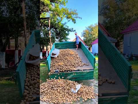 You’ve Never Seen So Many Potatoes! 😱🚜   ravikumarking #amazing #foryou