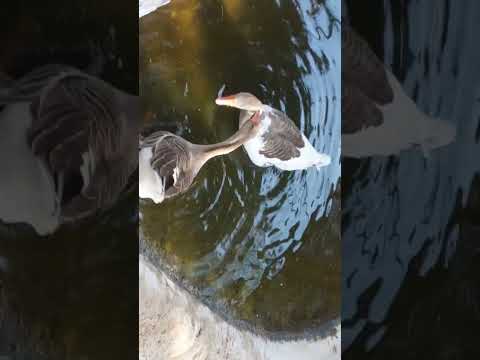 Al Wakrah Mini Zoo Part 2