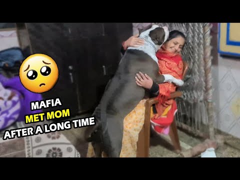 Mafia mummy Se Milkar Pagal Ho Gaya 🥰 | Mafia The Pitbull