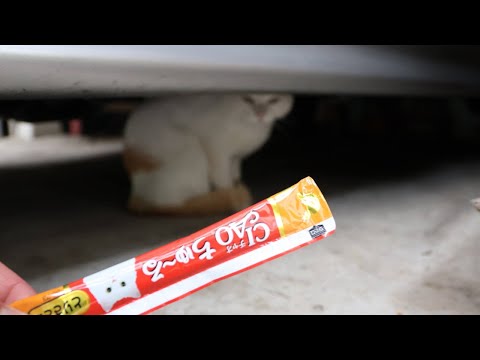 猫の動画サムネイル - 野良猫にちゅーる　250723