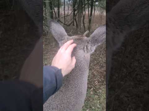 Deer Hunters Might Hate Us For This