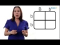 Mendelian Genetics and Punnett Squares