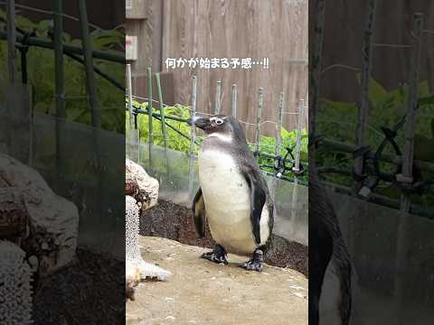 猫の動画サムネイル - 【ケープペンギン】剪定作業を見守るぽてと【サンシャイン水族館】#shorts #水族館