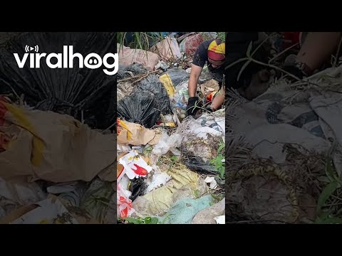 Rescuing Puppy Litter Found In Roadside Cliff Garbage Pile || ViralHog