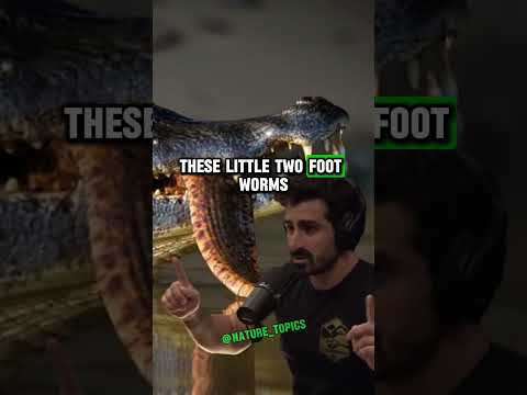 From Prey to Predator: The Incredible Growth and Impact of Anacondas | Paul Rosolie & Joe Rogan #jre