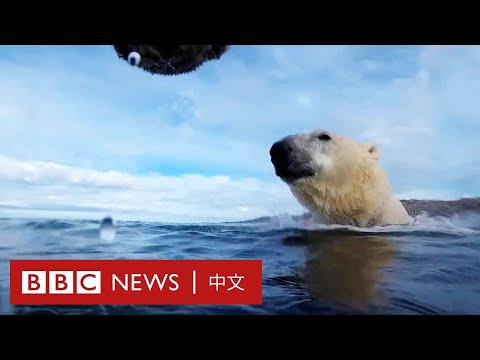 海冰減少後，北極熊的一天如何度過？－ BBC News 中文 - YouTube